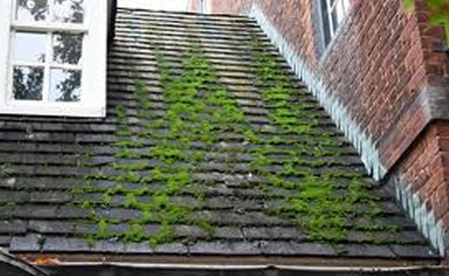 Moss on roof